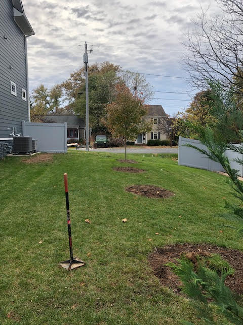 treemoving6.jpg