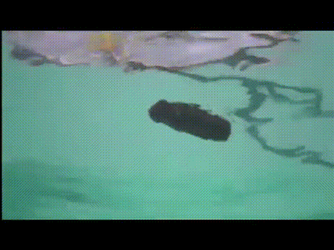 turd-pool1.gif