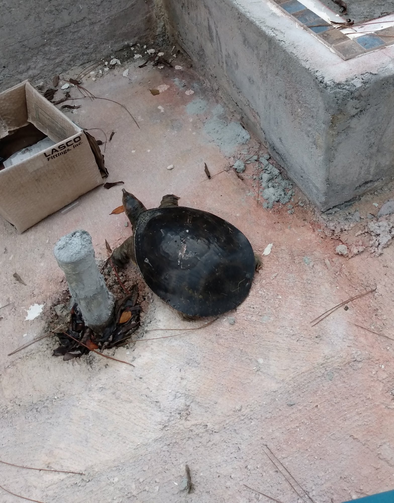 turtle 1.jpg