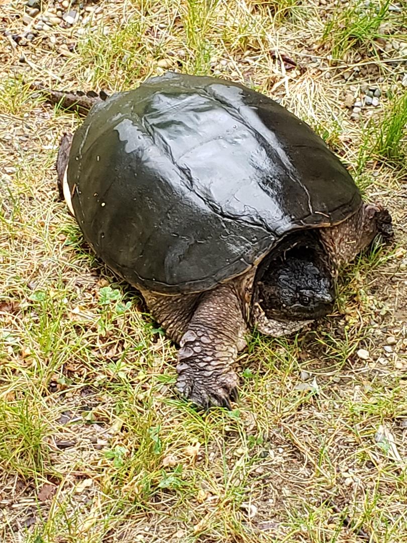 turtle 2.jpg