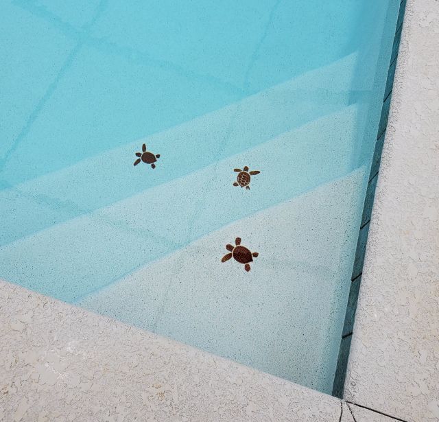 turtles.jpg