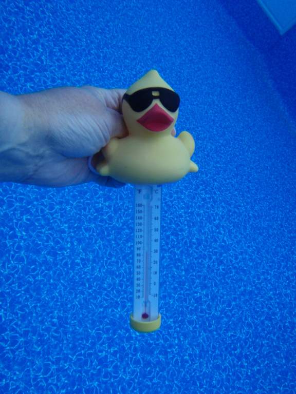 Underwater duck.jpg