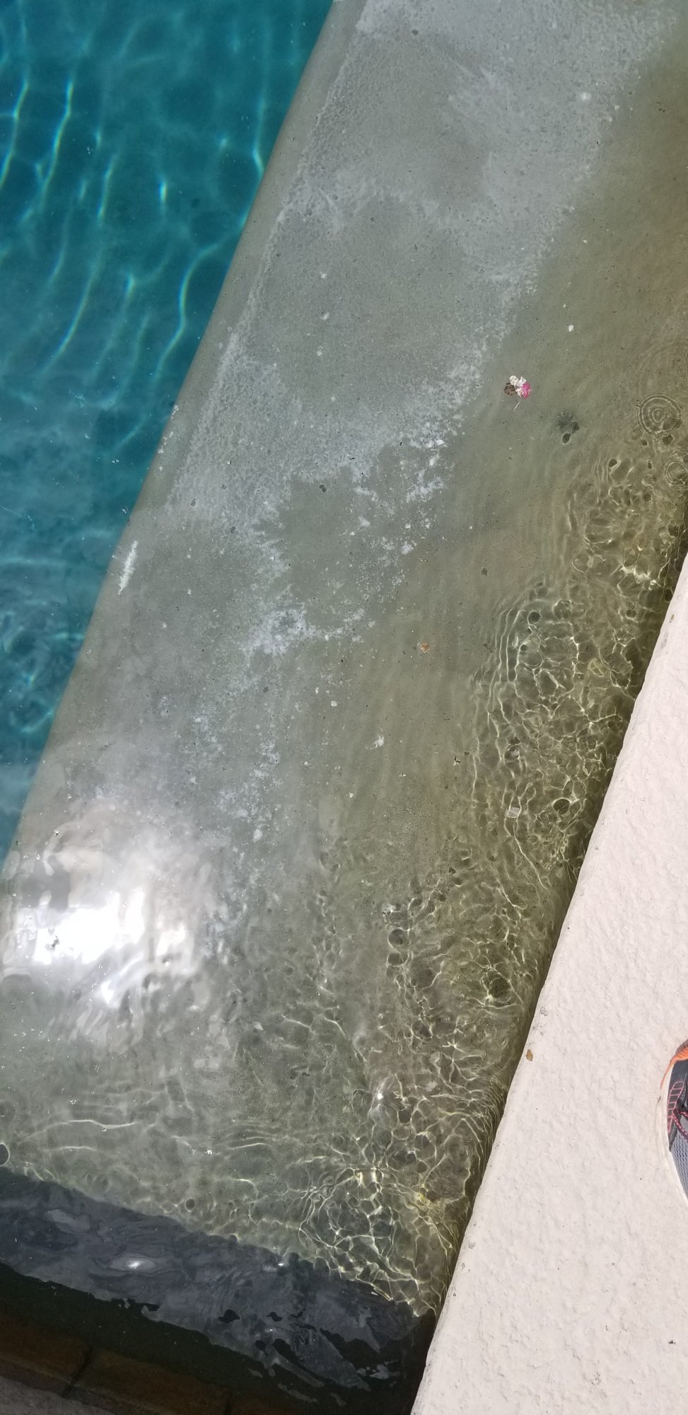 white stuff in pool.jpg