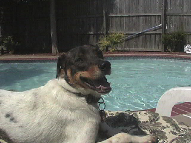 Wilbur smiling poolside 9-05.jpg