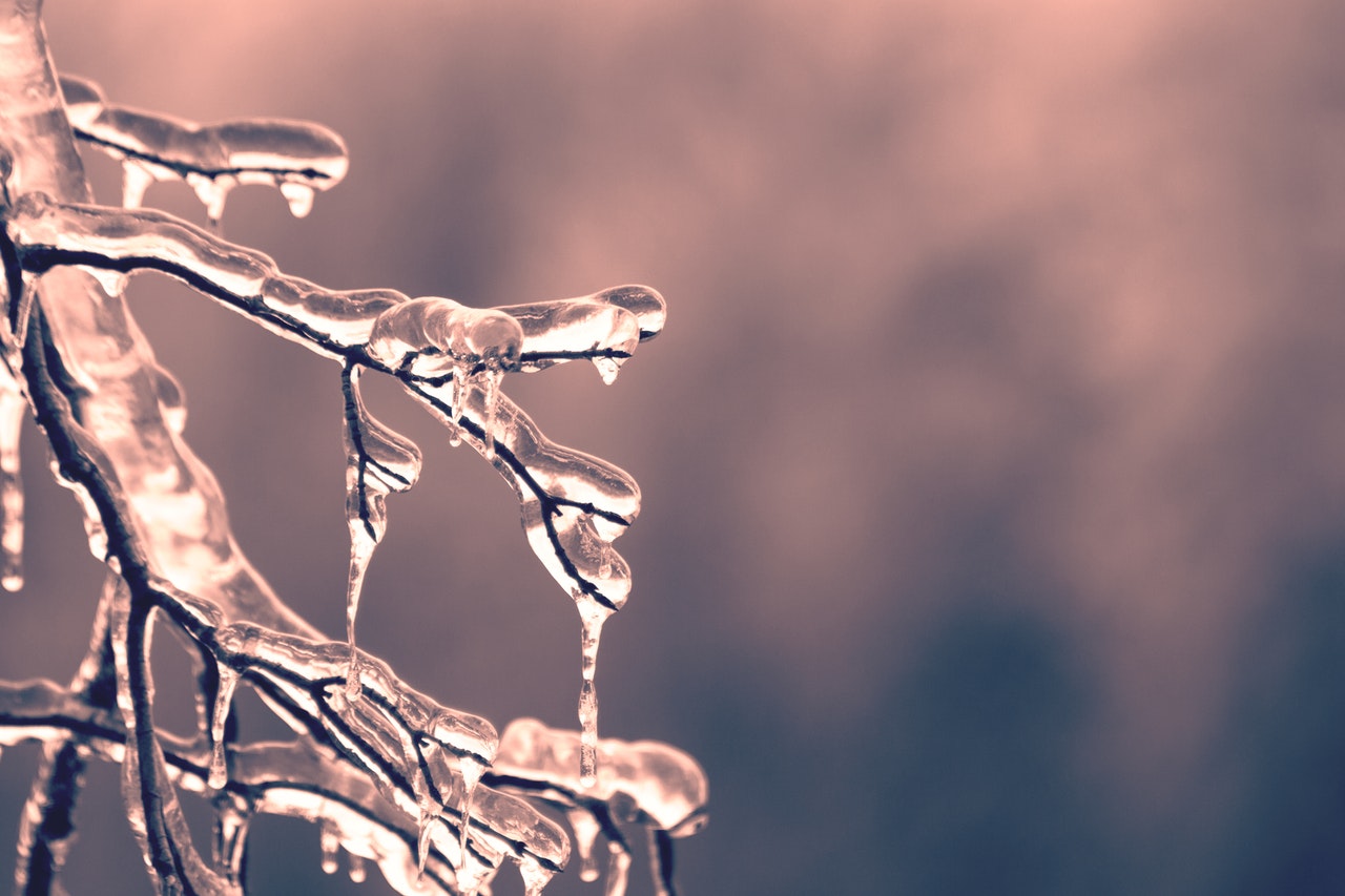 Blur-branch-close-up-cold.jpg