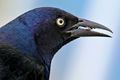 Grackle (Quiscalus quiscula).jpg